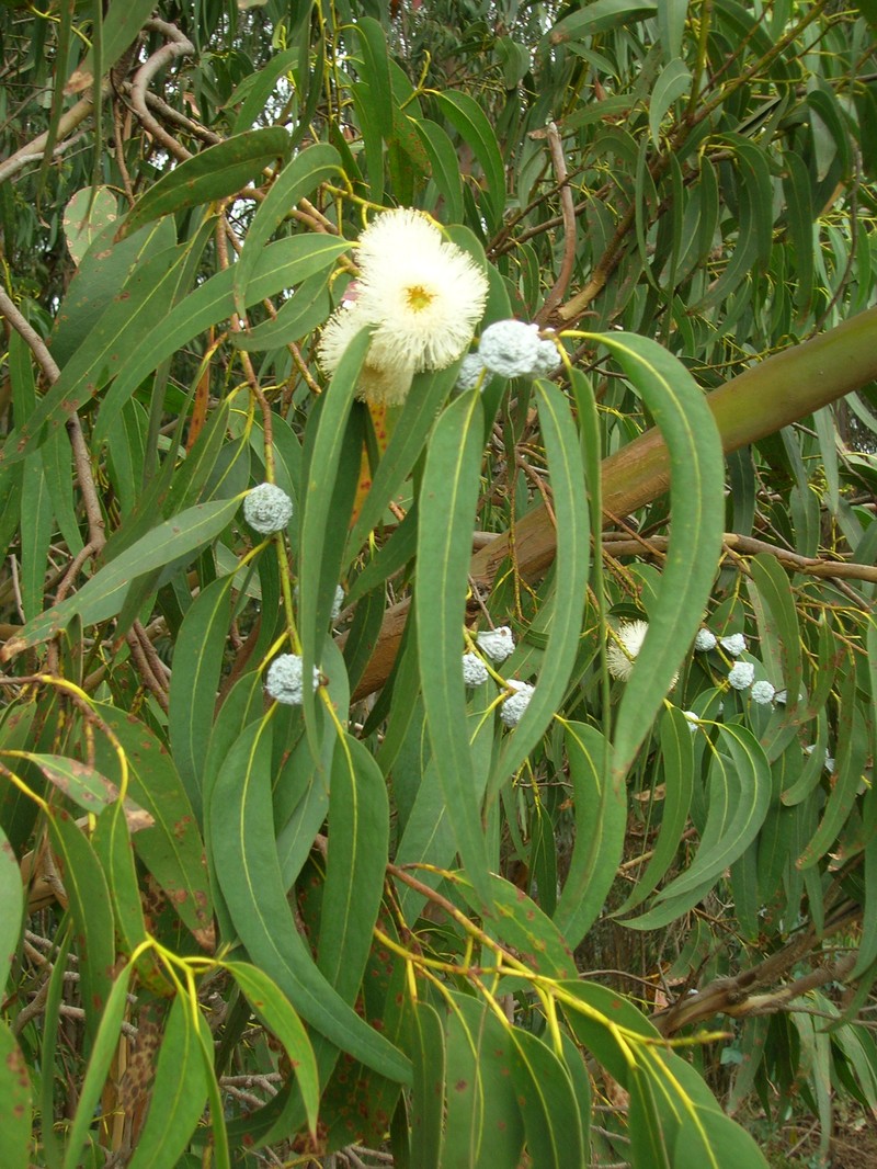 Tasmanian Bluegum photo 7