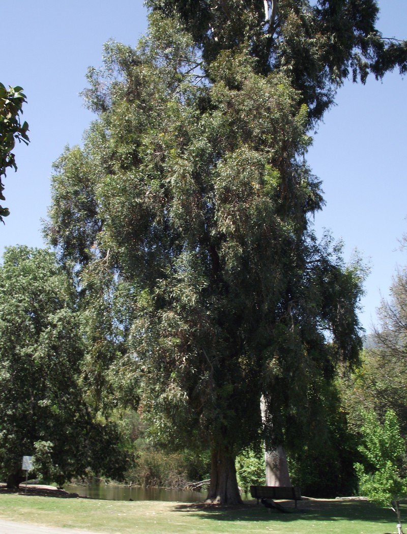 Tuart photo 2