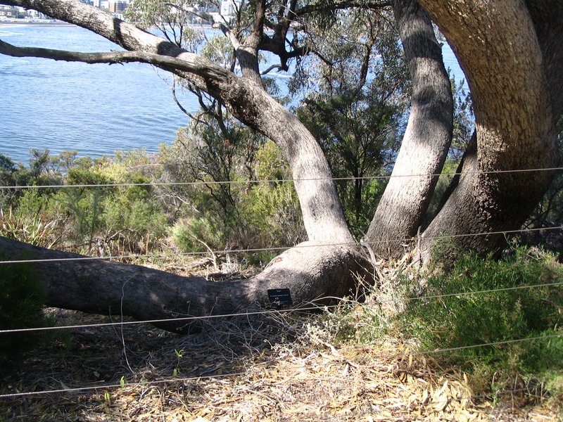 Tuart photo 4