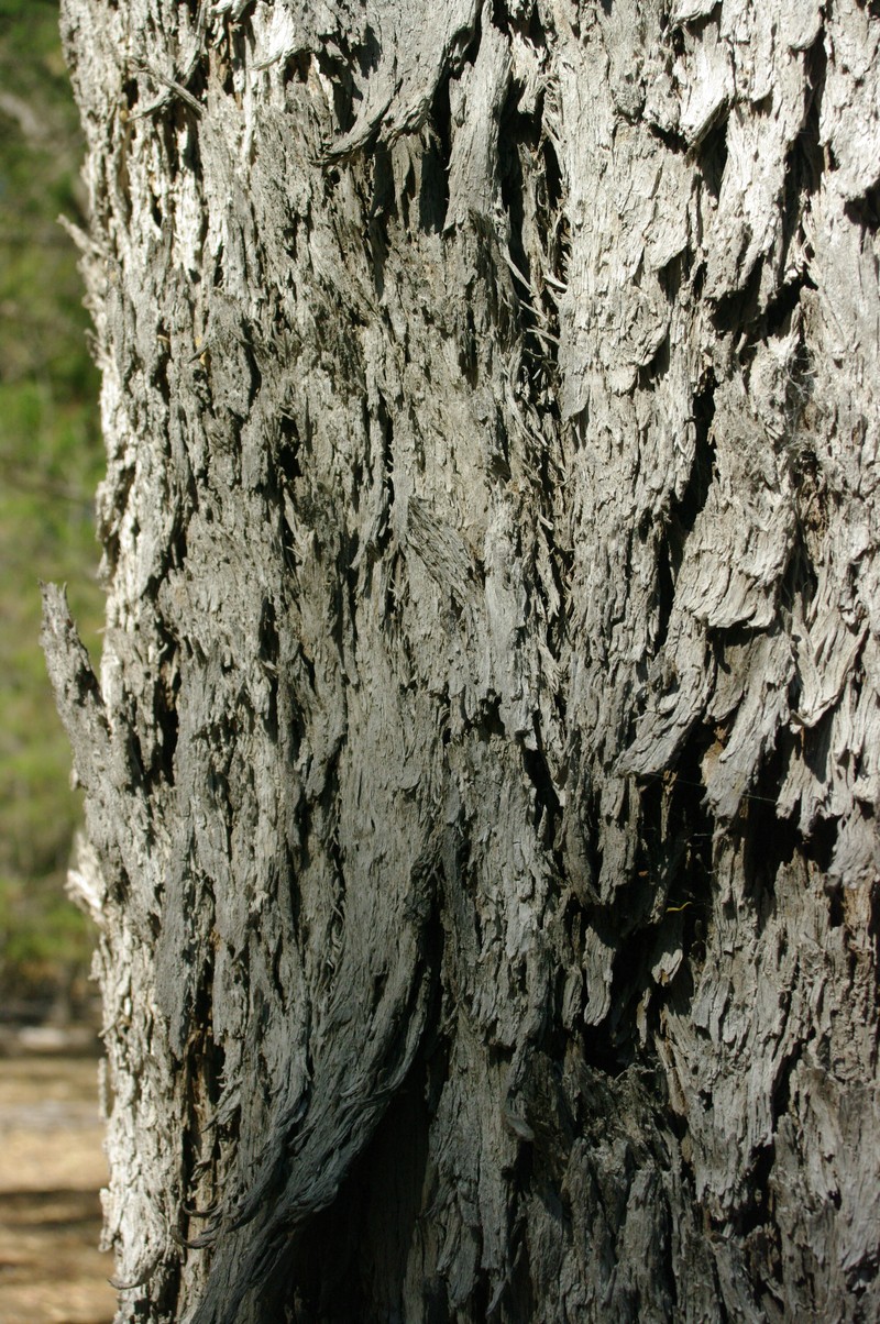 Tuart photo 5