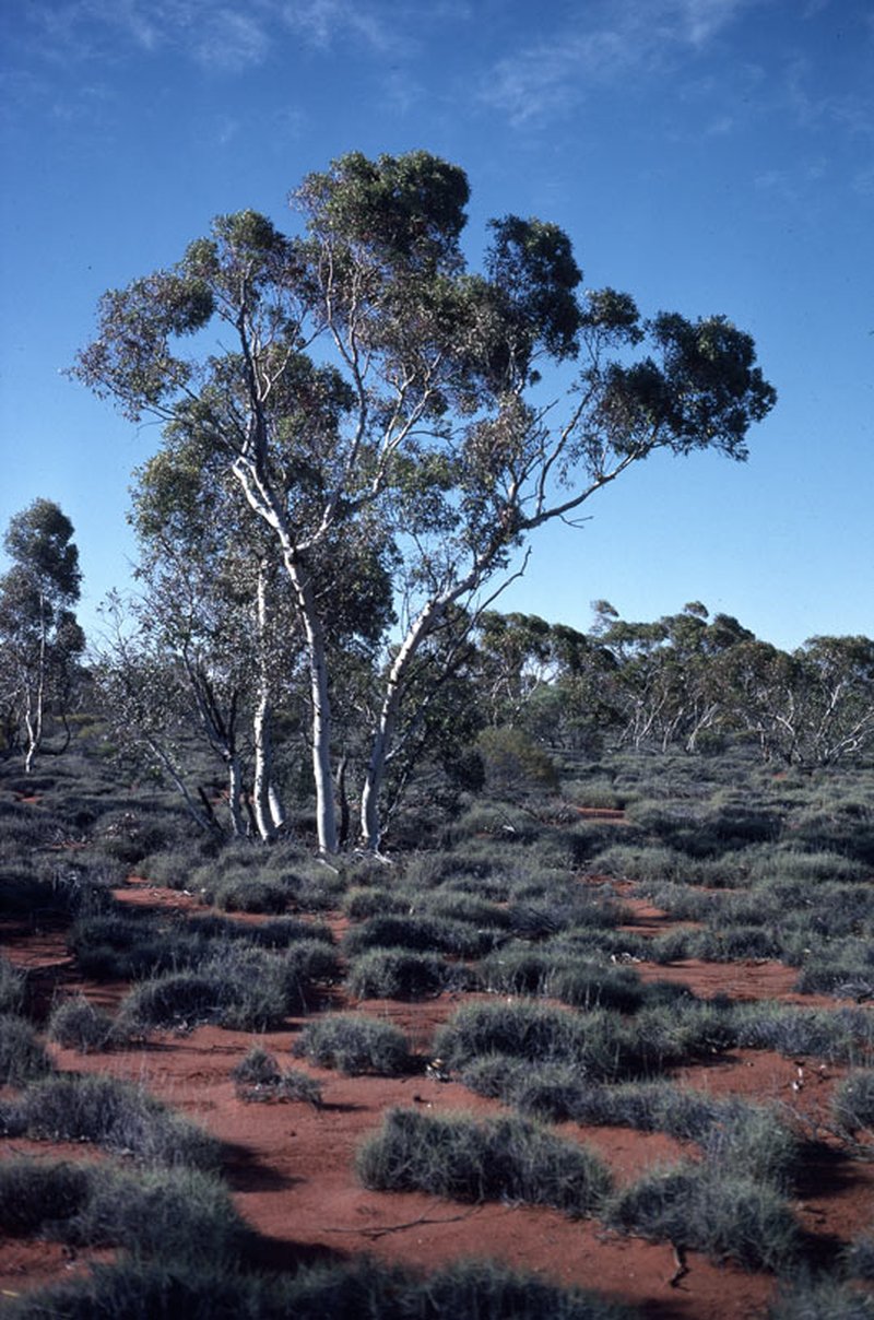Eucalyptus gongylocarpa
