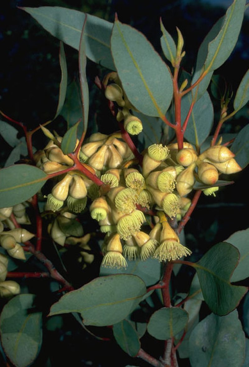 Eucalyptus goniantha