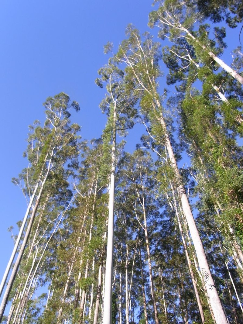 Grand Eucalyptus