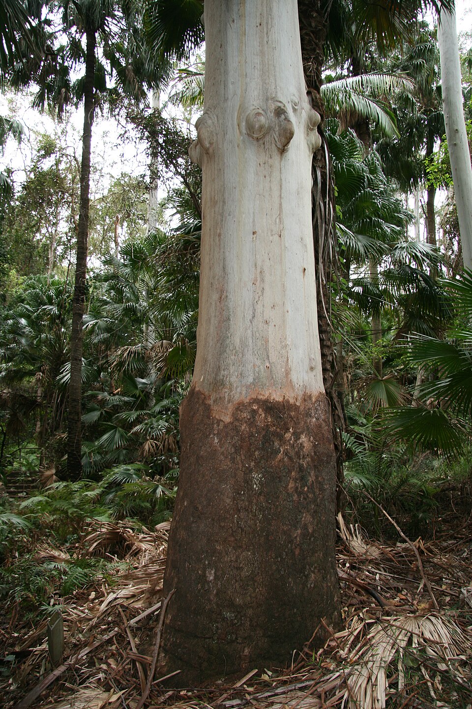Grand Eucalyptus photo 3