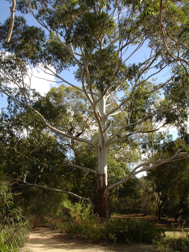 Grand Eucalyptus photo 4