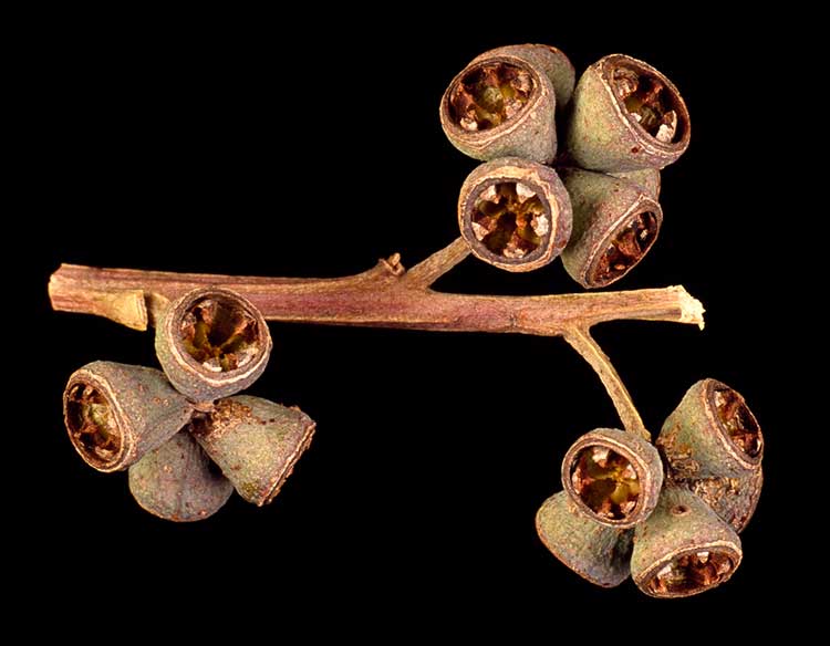 Grand Eucalyptus photo 5