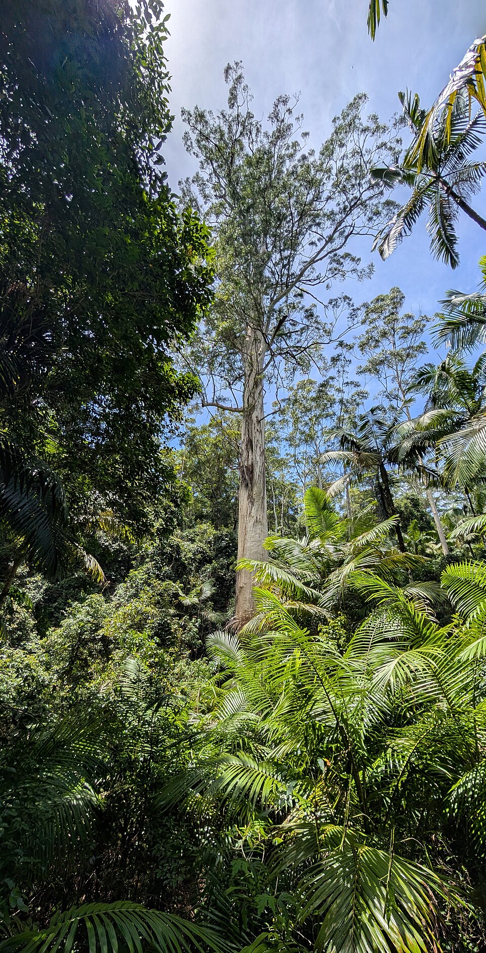 Grand Eucalyptus photo 6