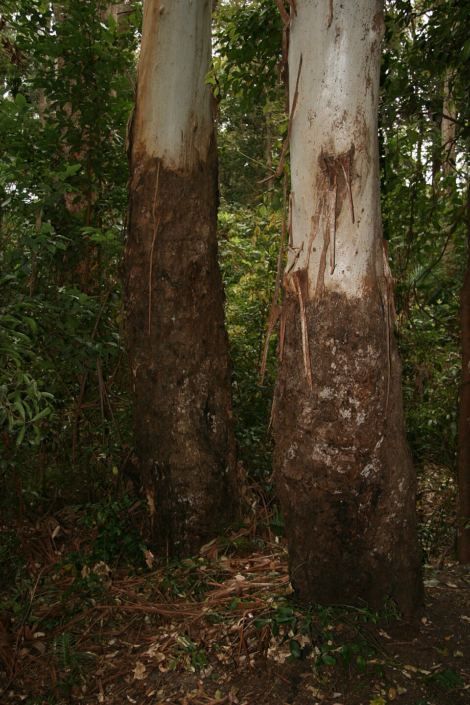 Grand Eucalyptus photo 7