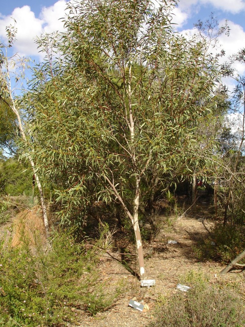 Eucalyptus gregsoniana