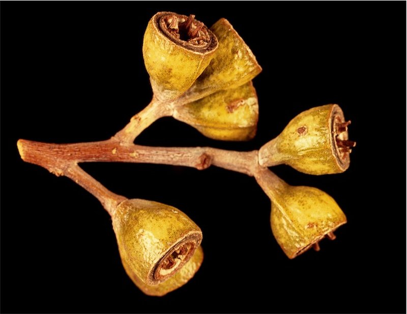Eucalyptus griffithsii