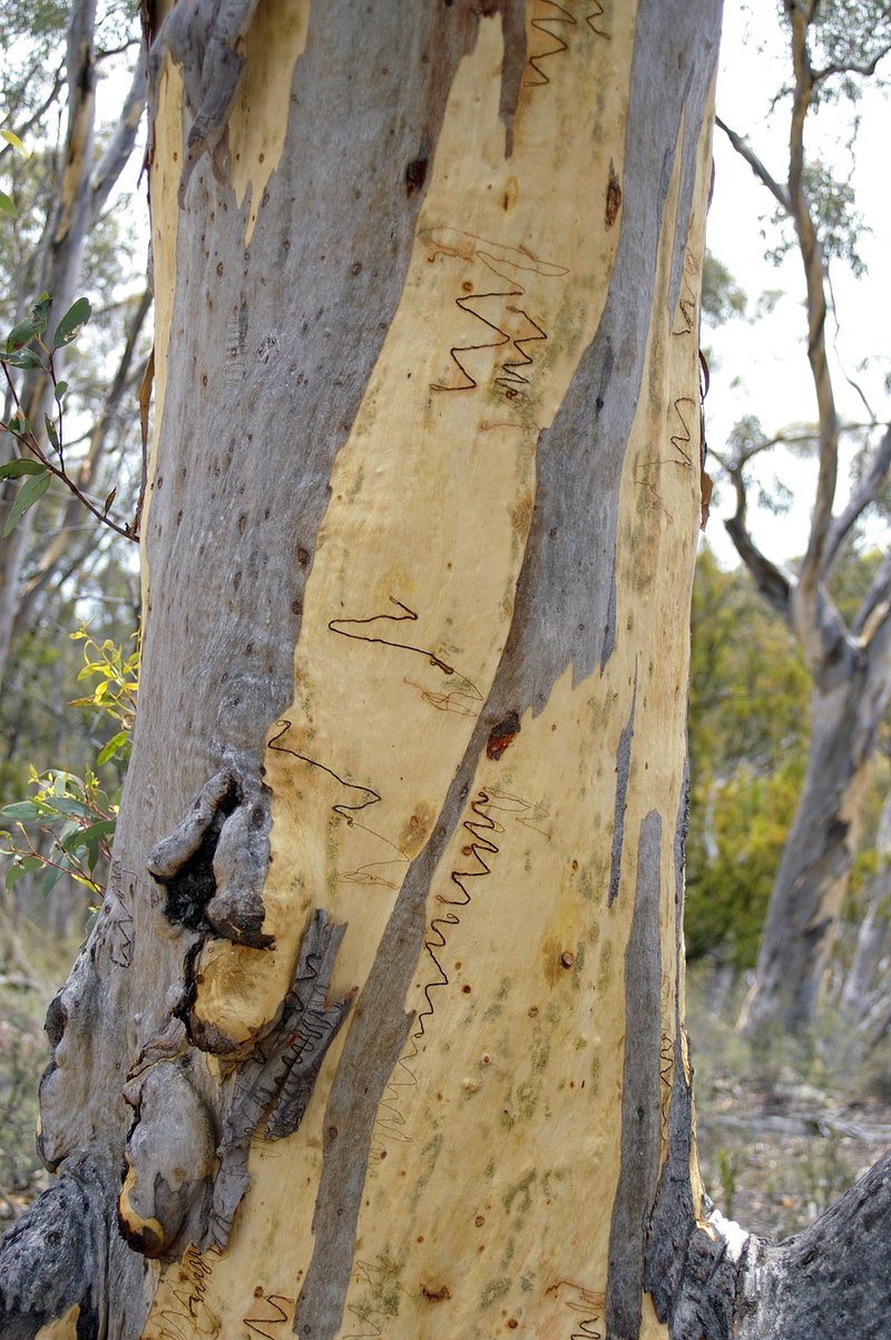 Scribbly Gum