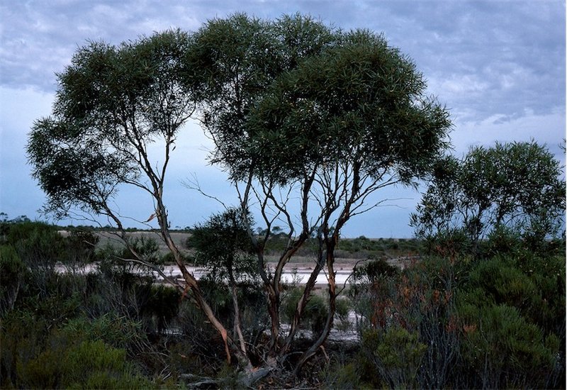 Eucalyptus