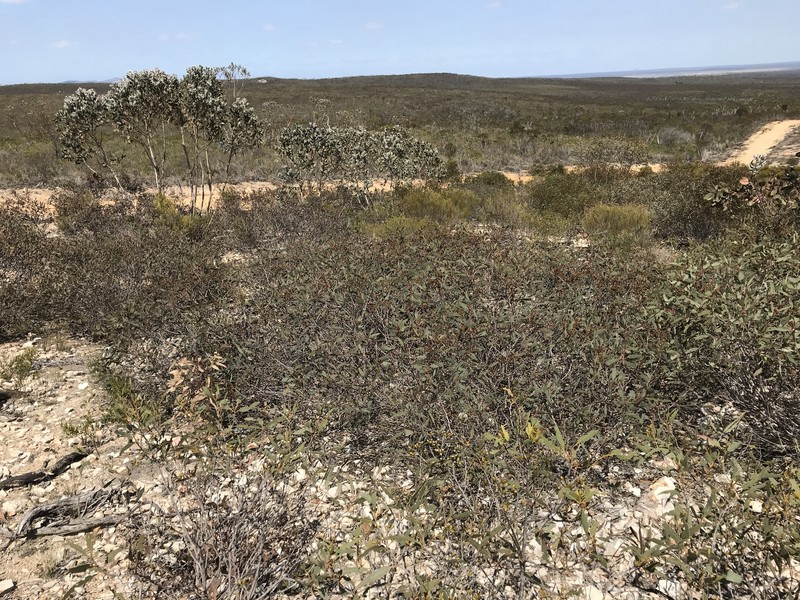Eucalyptus improcera photo 2