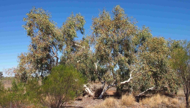 Eucalyptus interteta