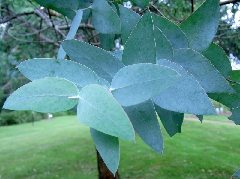 Eucalyptus kartzoffiana