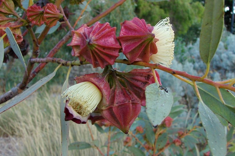 Eucalyptus kingsmillii