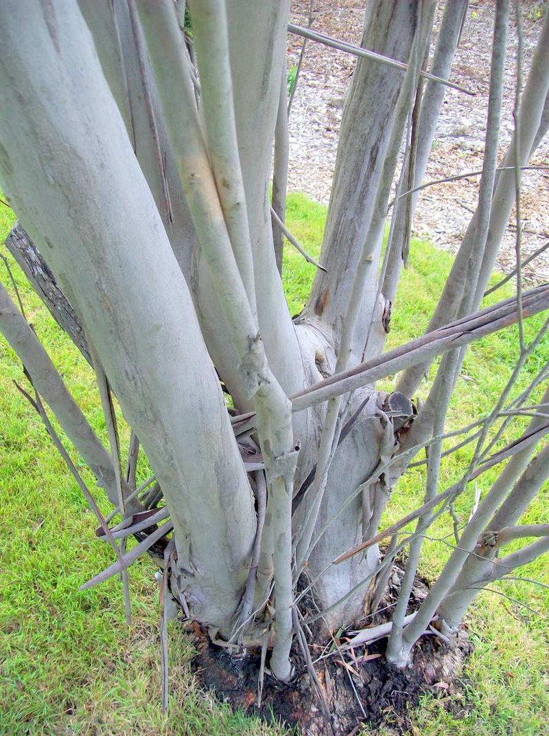 Eucalyptus kybeanensis
