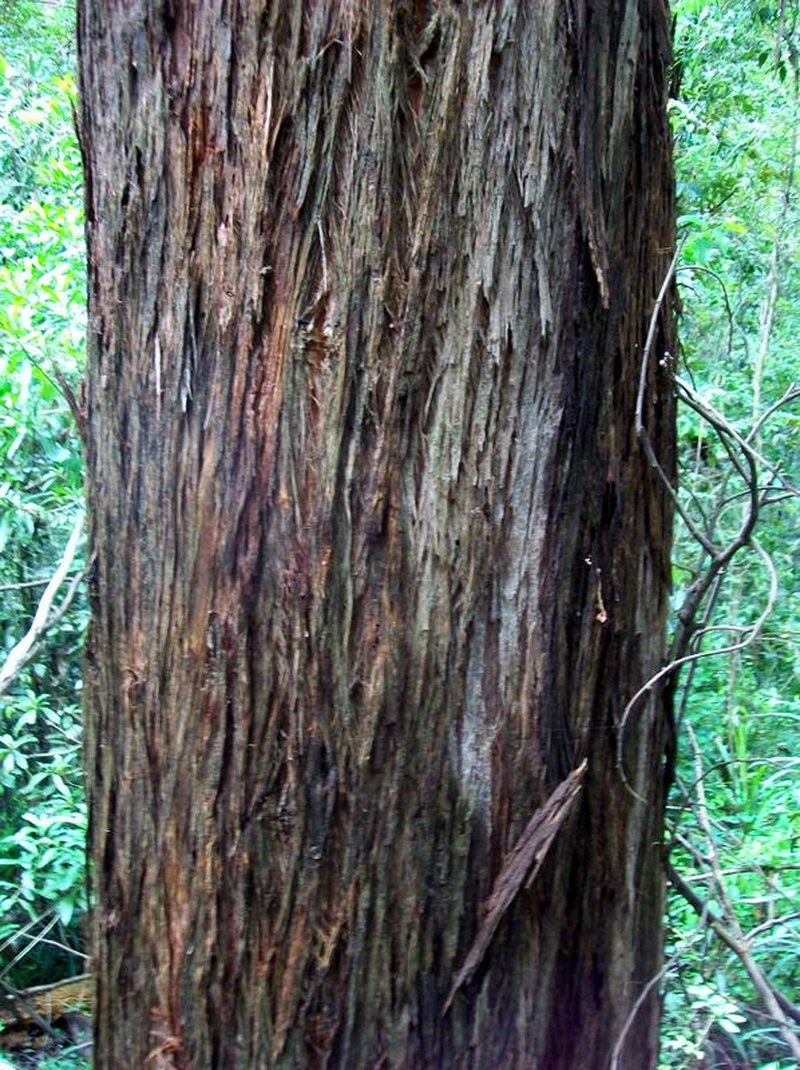 Silvertop Stringybark