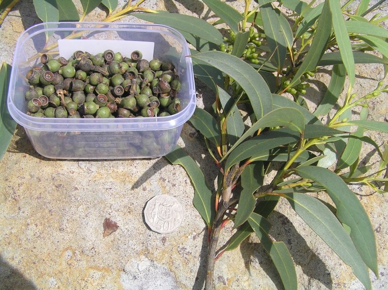 Eucalyptus langleyi