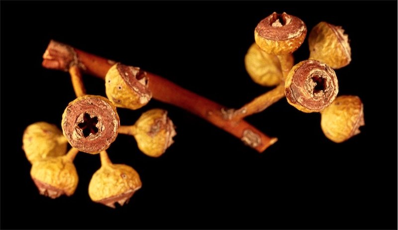 Eucalyptus leptopoda