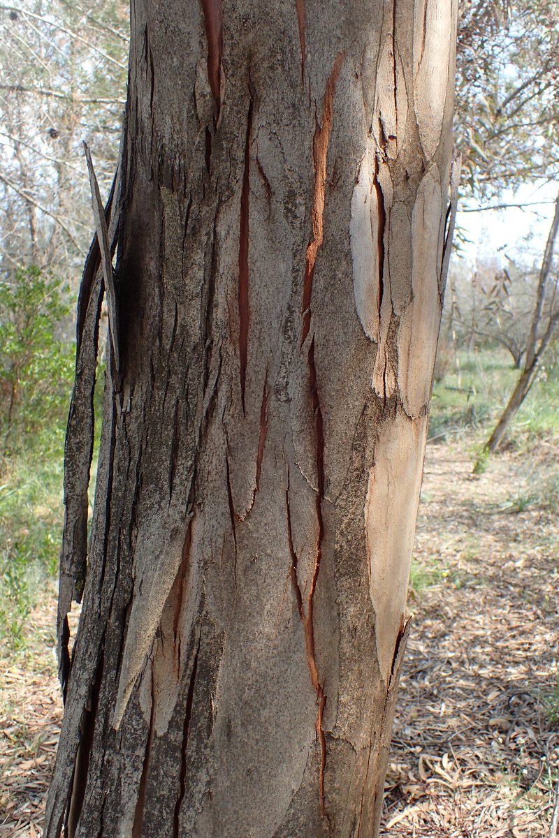 Eucalyptus lesouefii