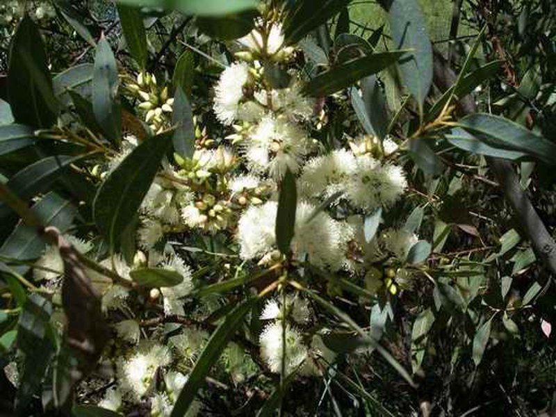 Eucalyptus ligulata