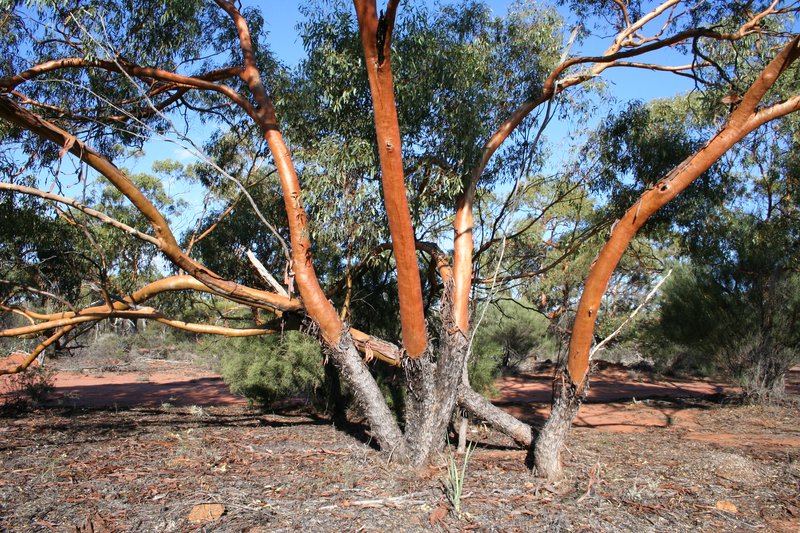 Eucalyptus