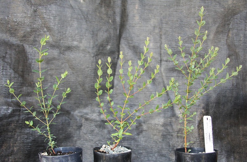 Eucalyptus lunata