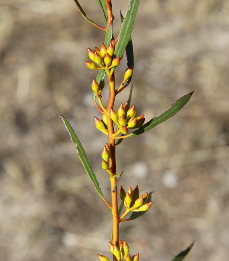 Eucalyptus lunata photo 2