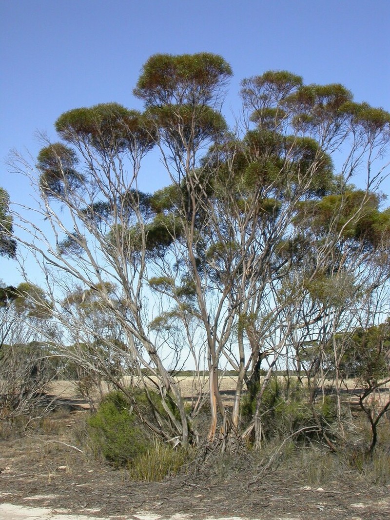 Eucalyptus lunata photo 3