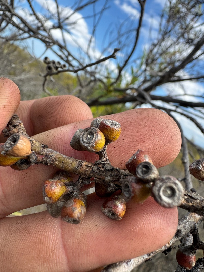 Eucalyptus lunata photo 4