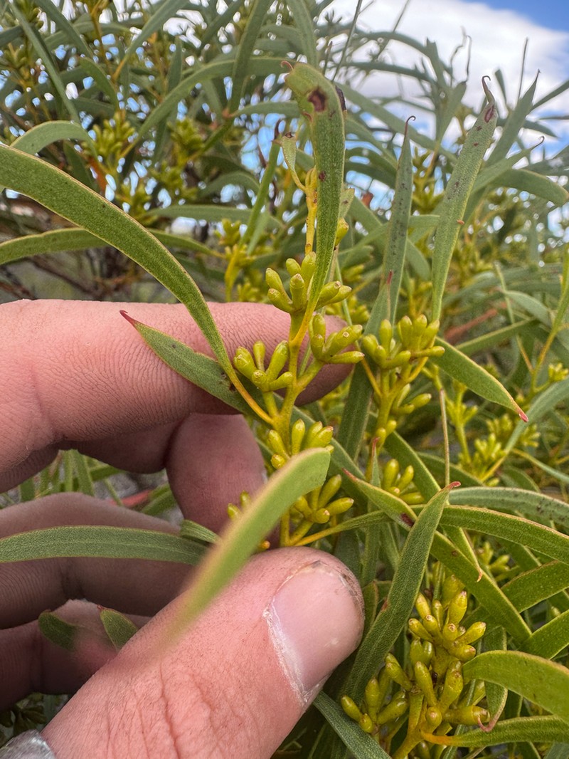 Eucalyptus lunata photo 5
