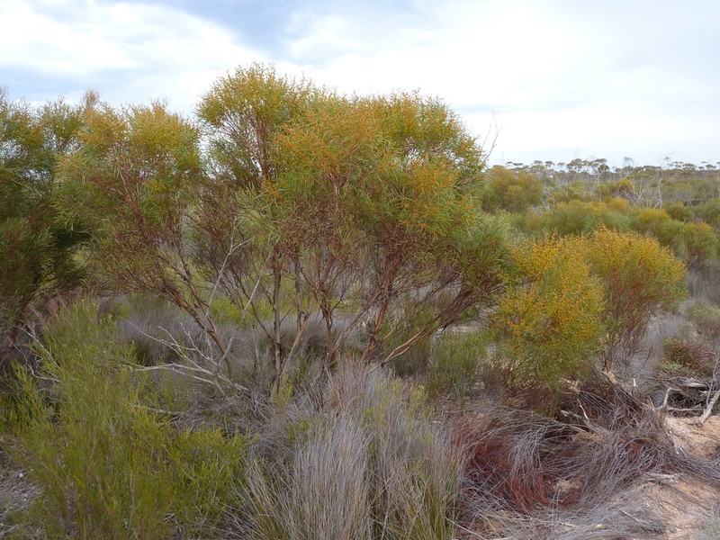 Eucalyptus lunata photo 7