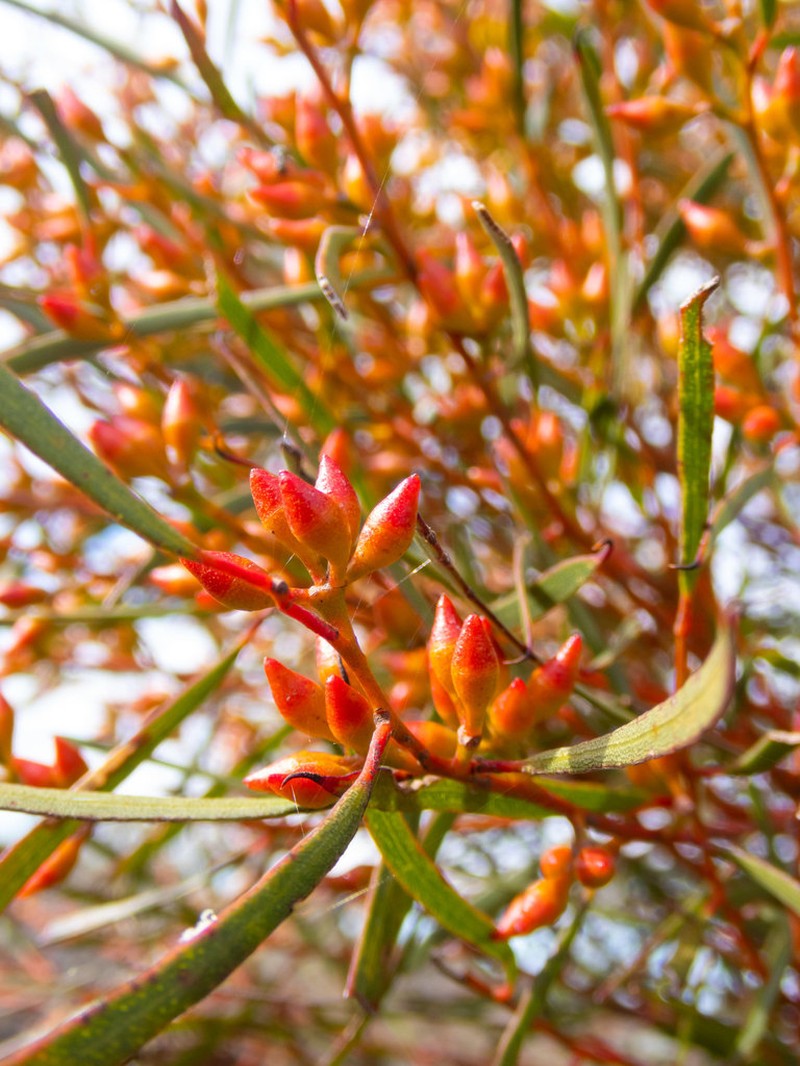 Eucalyptus lunata photo 8