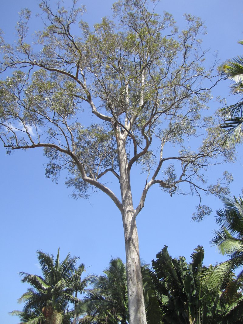 Eucalyptus major