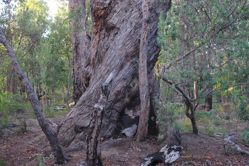 Jarrah photo 2
