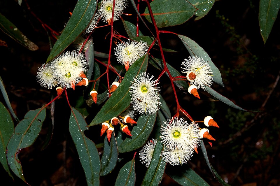 Jarrah photo 3