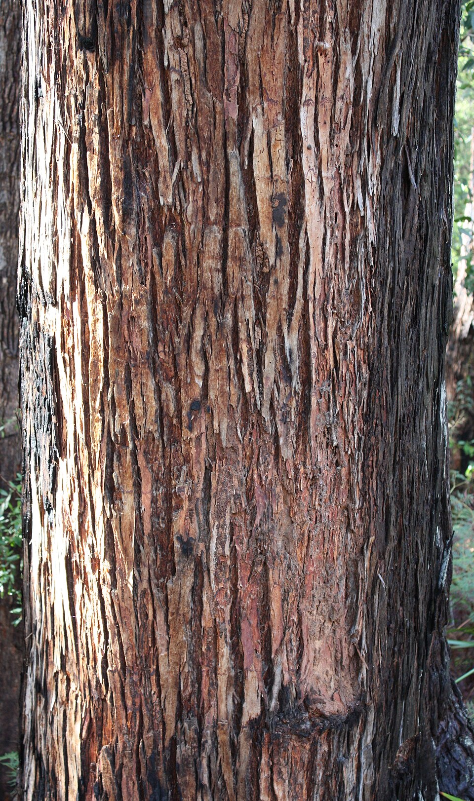 Jarrah photo 4