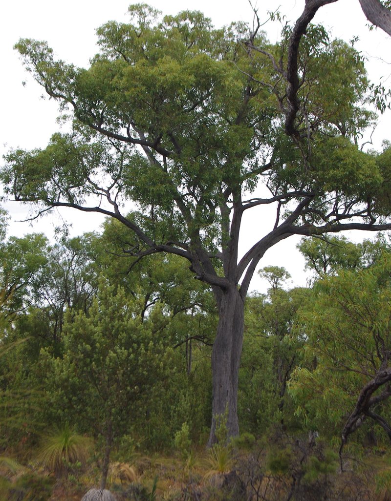 Jarrah photo 5