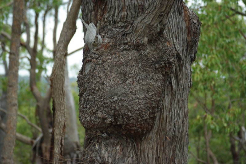 Jarrah photo 6