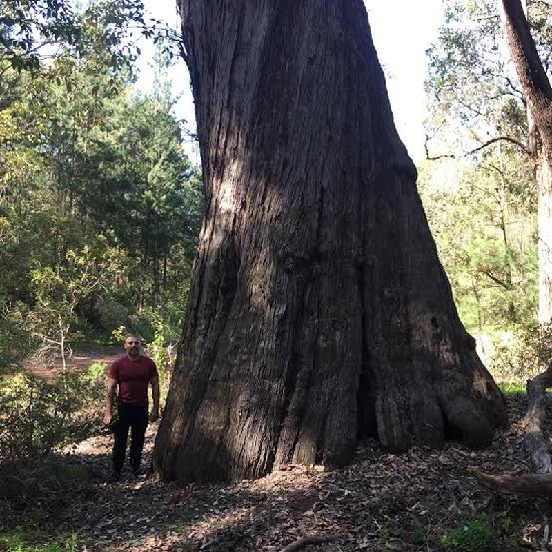 Jarrah photo 7