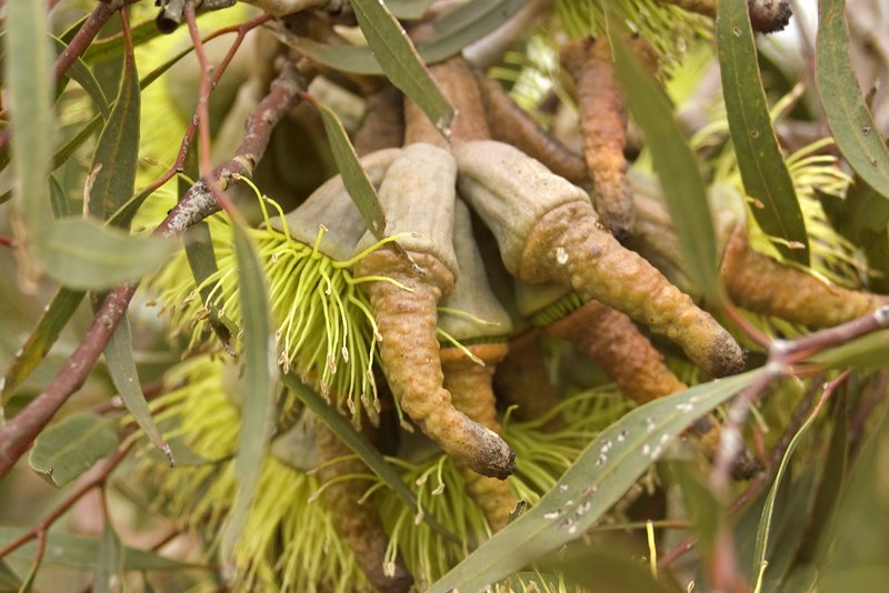 Eucalyptus megacornuta