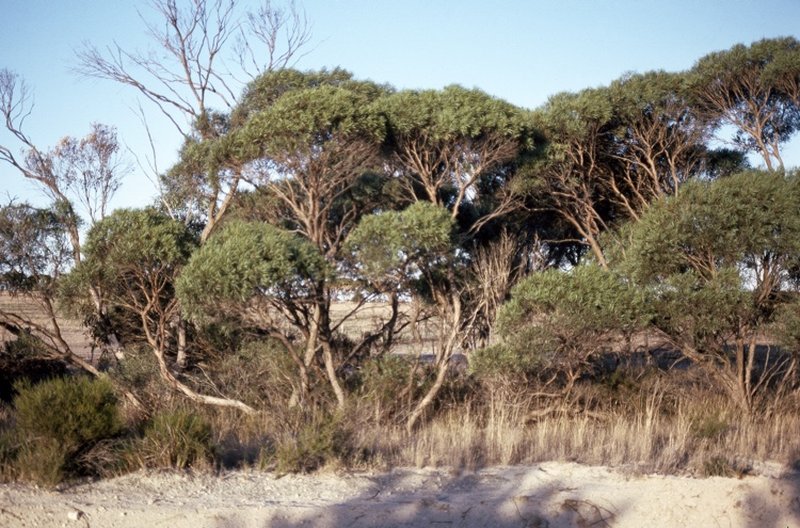 Eucalyptus merrickiae