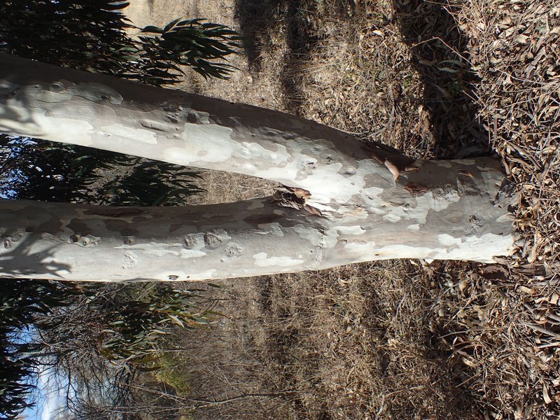 Eucalyptus michaeliana
