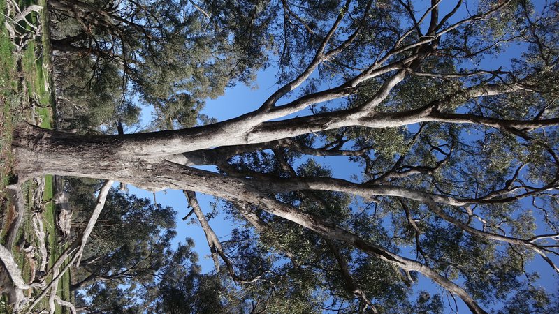 Eucalyptus microcarpa