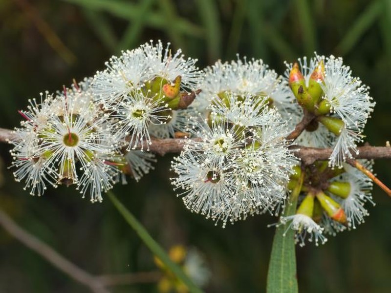 Eucalyptus moorei subsp. serpentinicola