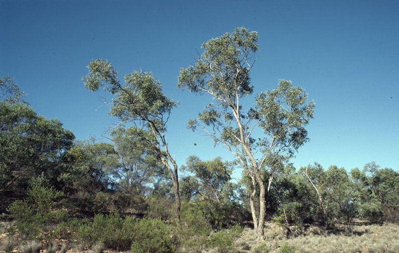 Gray Mallee