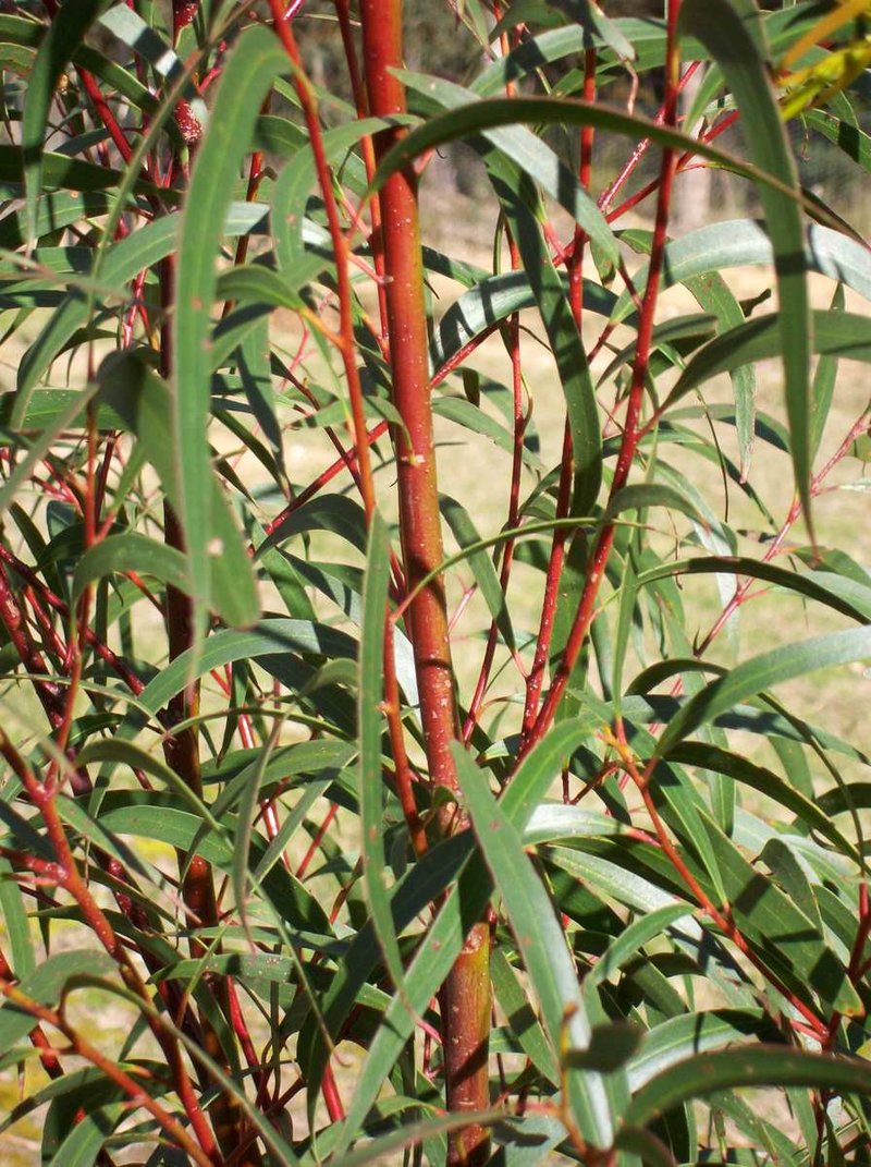 Eucalyptus multicaulis