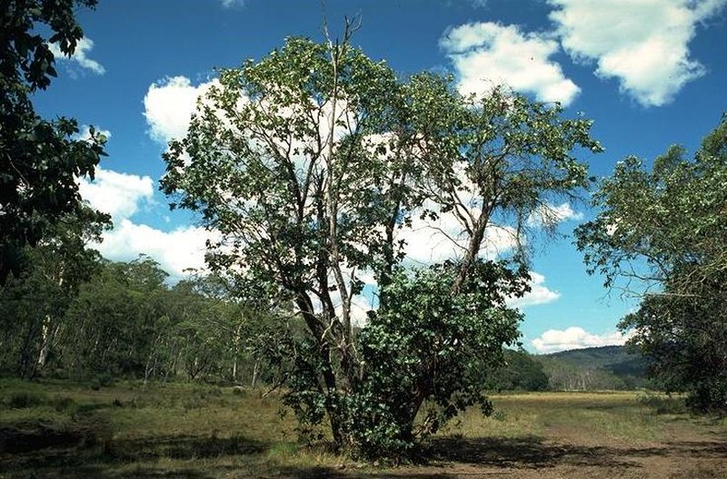 Eucalyptus neglecta