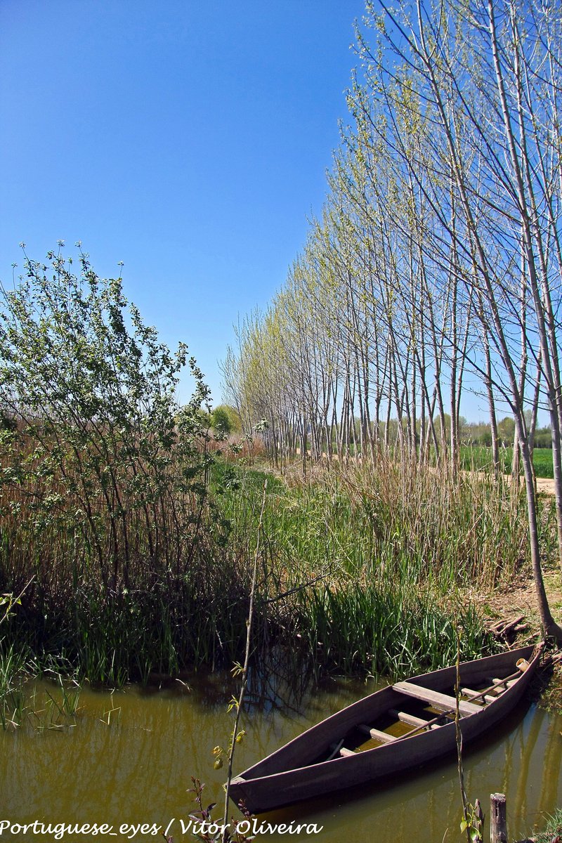 Queensland White Stringybark